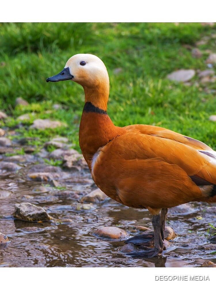 The wild goose by the water, photography design by DegoPine  Art Studio T-Shirts, Hoodie, Sweatshirt (Image 2)