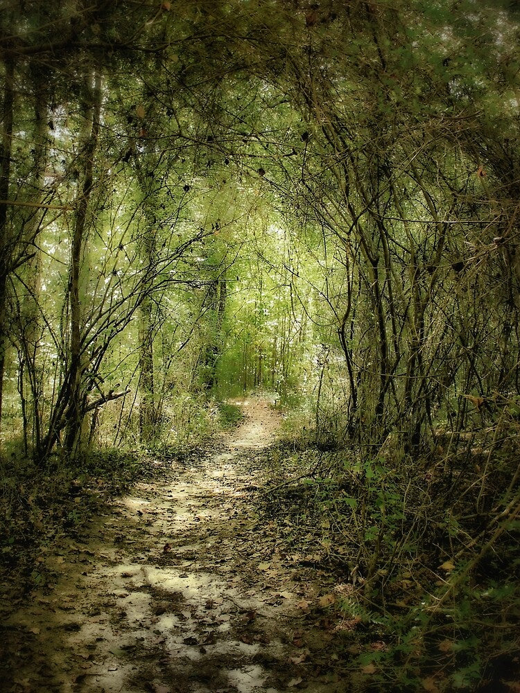 The Forest Passage by Lucent Horizon Studio T-Shirts, Hoodie, Sweatshirt | BlankRebels.com (Image 2)