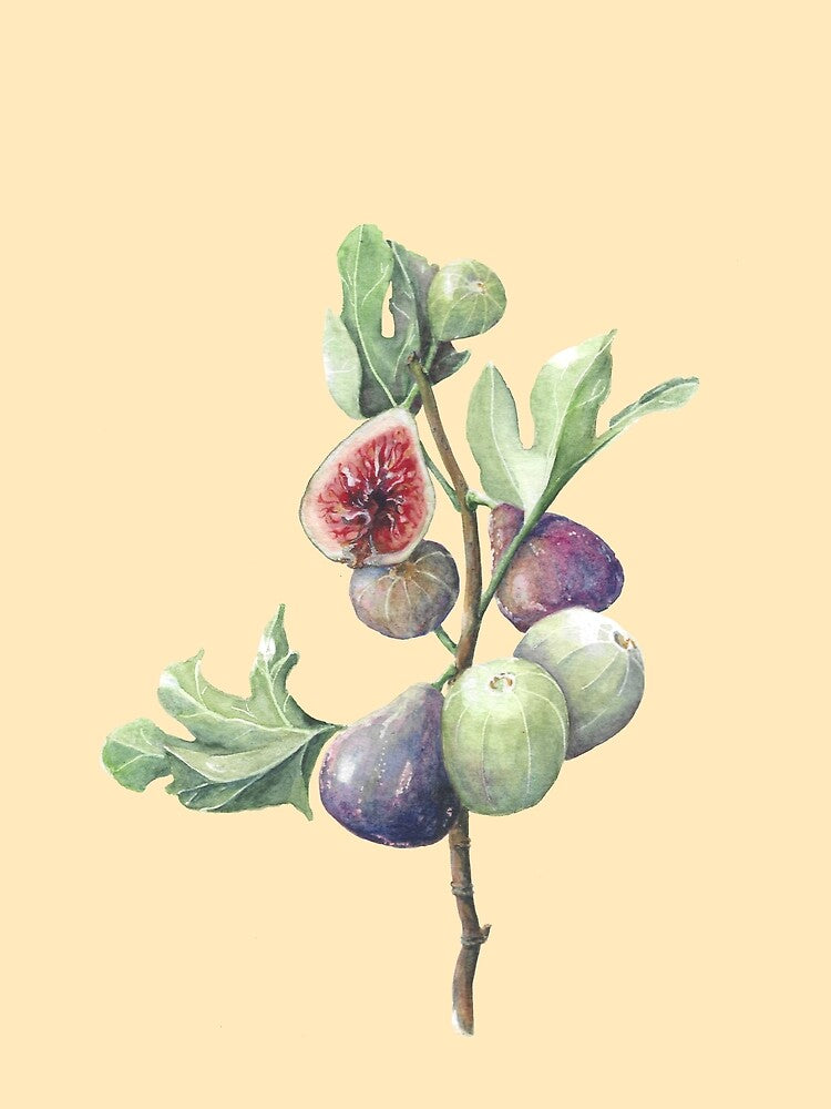 Fig season (old parchment) by Naomi-Bulger T-Shirts, Hoodie, Sweatshirt | BlankRebels.com (Image 2)