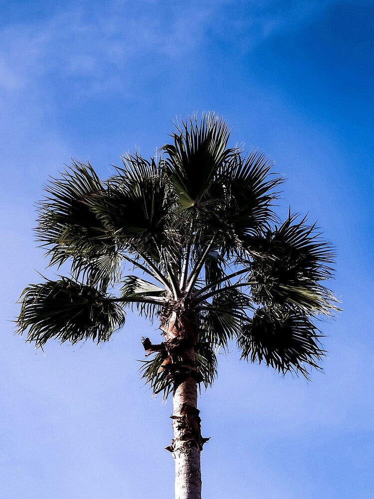 Palm by LucArts_x