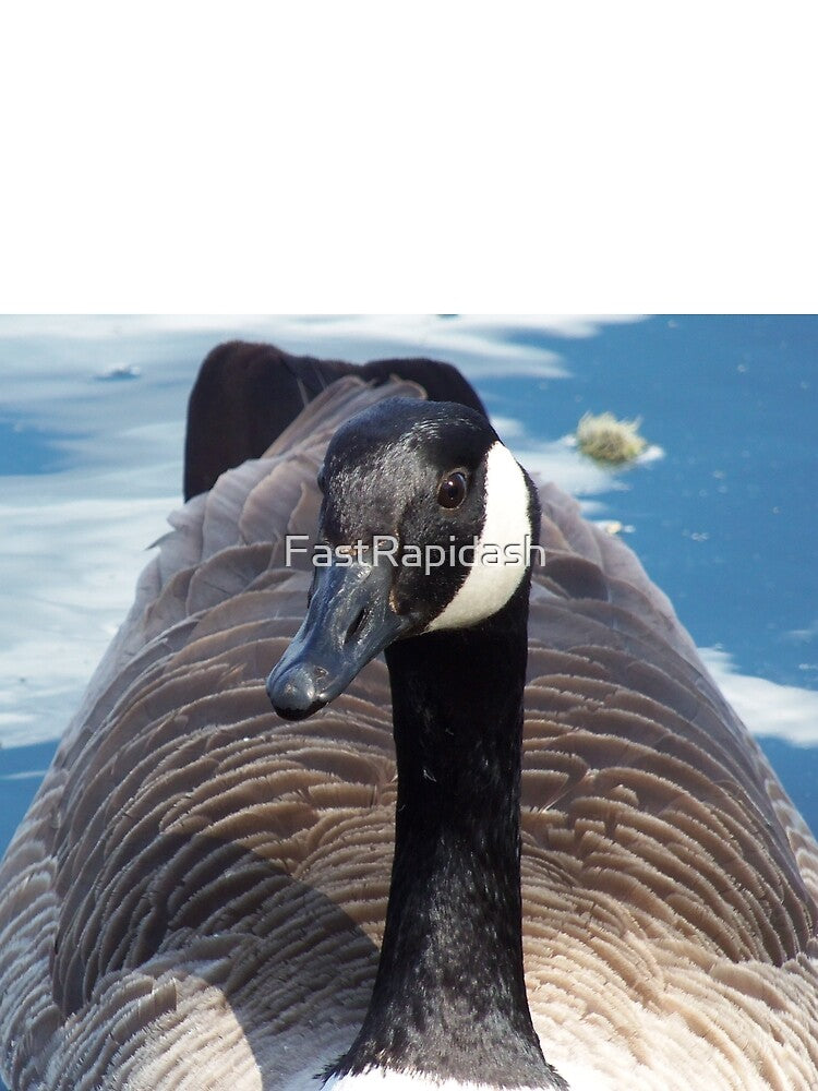 Canada Goose (Branta canadensis) by FastRapidash T-Shirts, Hoodie, Sweatshirt | BlankRebels.com (Image 2)