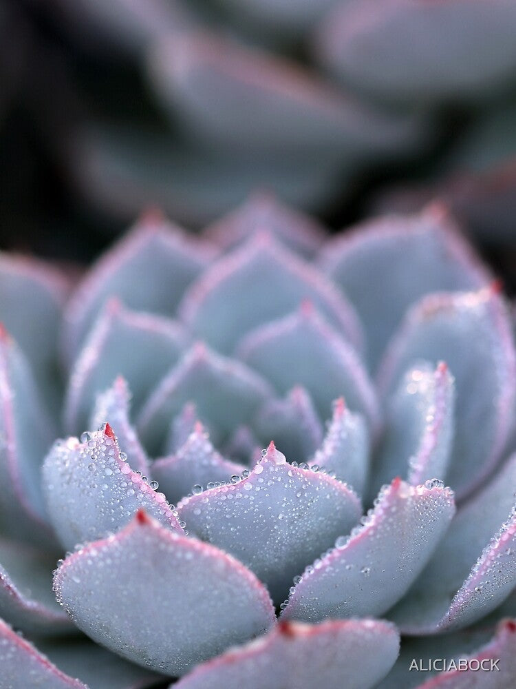 Morning Echeveria #3 by ALICIA BOCK T-Shirts, Hoodie, Sweatshirt | BlankRebels.com (Image 2)