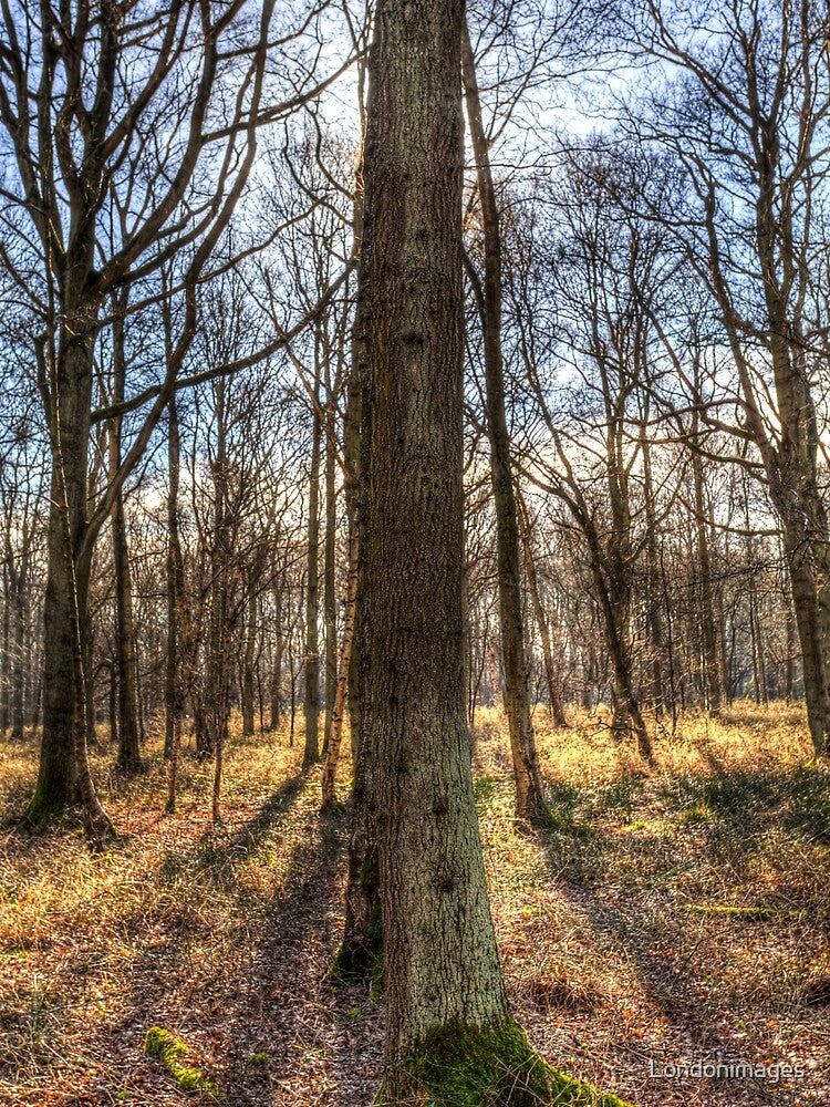 Peace In the Morning Forest by Londonimages T-Shirts, Hoodie, Sweatshirt | BlankRebels.com (Image 2)