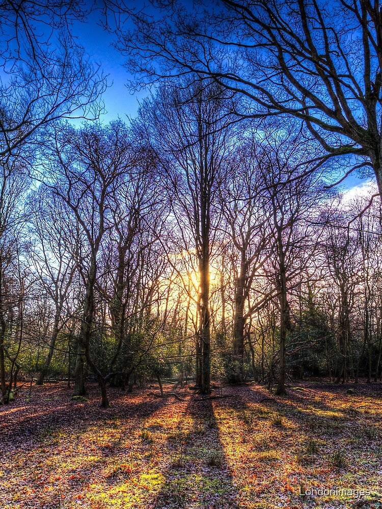 The Morning Sun Forest by Londonimages T-Shirts, Hoodie, Sweatshirt | BlankRebels.com (Image 2)