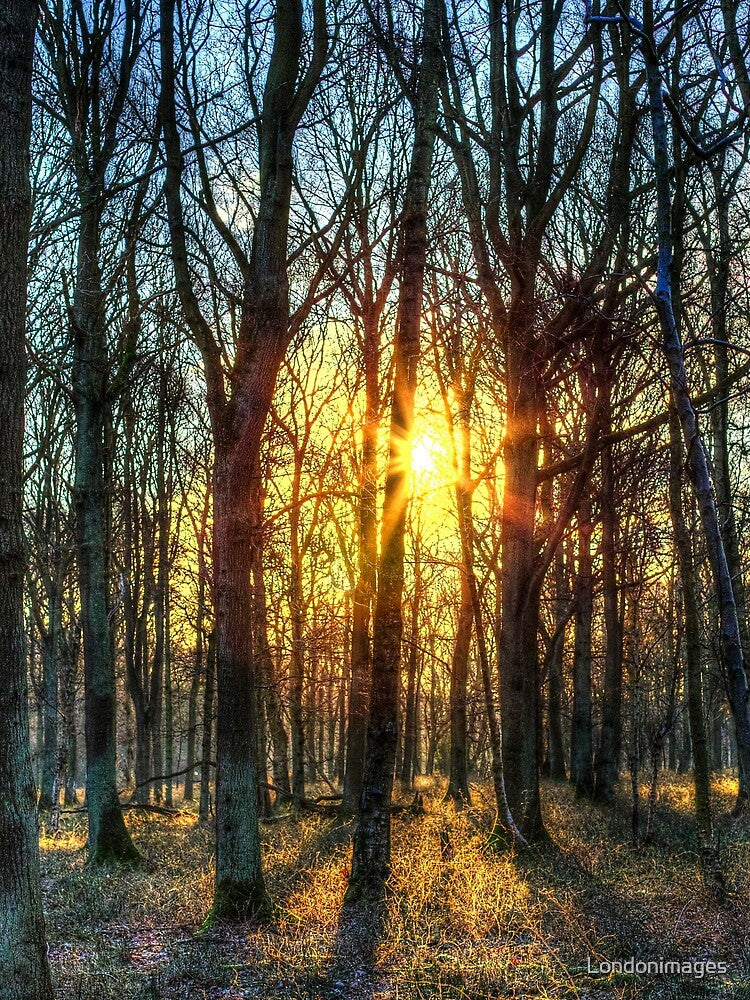 Early Morning Forest by Londonimages T-Shirts, Hoodie, Sweatshirt | BlankRebels.com (Image 2)