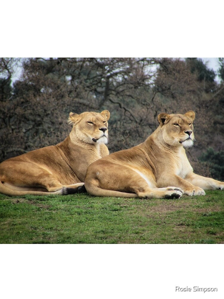 Two Lioness' at Yorkshire Wildlife Park. by Rosie Simpson T-Shirts, Hoodie, Sweatshirt | BlankRebels.com (Image 2)