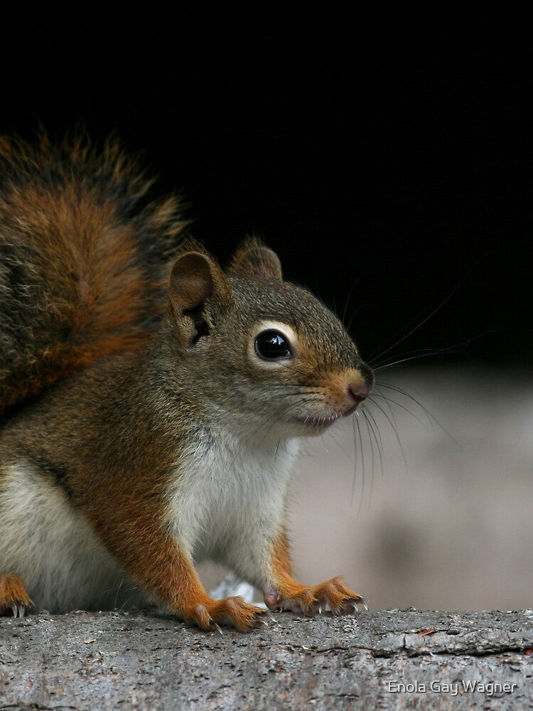 Red Squirrel by Enola Gay Wagner T-Shirts, Hoodie, Sweatshirt | BlankRebels.com (Image 2)