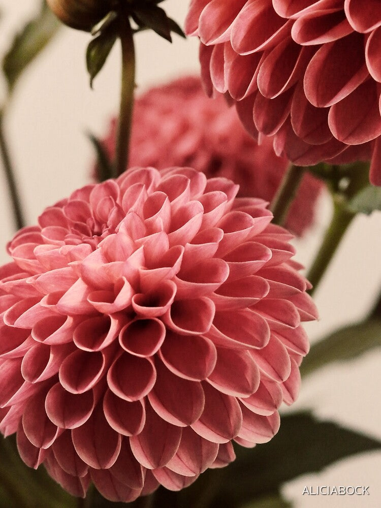 Dahlia Bouquet #2 by ALICIA BOCK T-Shirts, Hoodie, Sweatshirt | BlankRebels.com (Image 2)