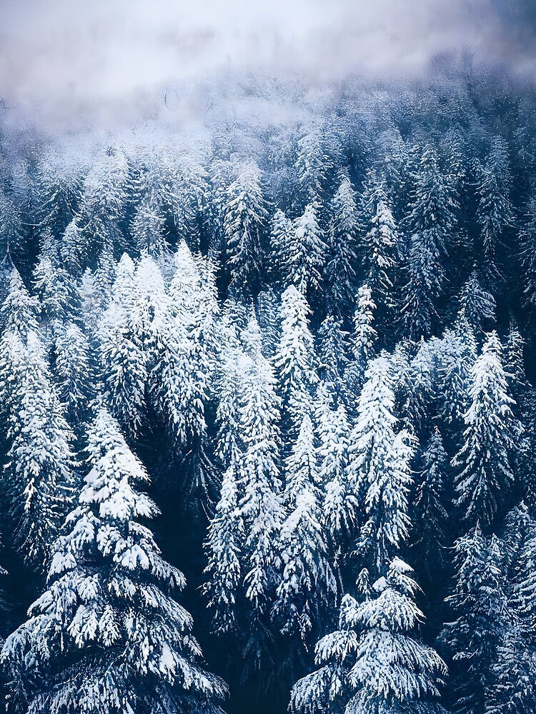 Norwegian Forest In Winter by john-ess T-Shirts, Hoodie, Sweatshirt | BlankRebels.com (Image 2)