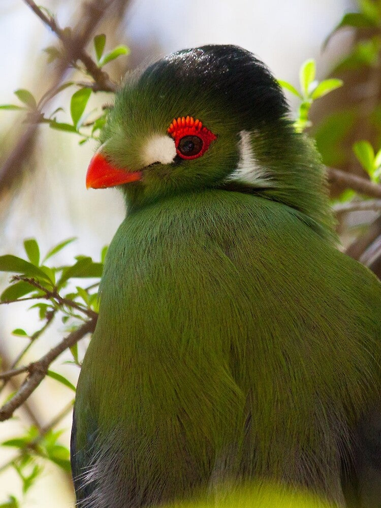 Turaco by Jacquelie T-Shirts, Hoodie, Sweatshirt | BlankRebels.com (Image 2)