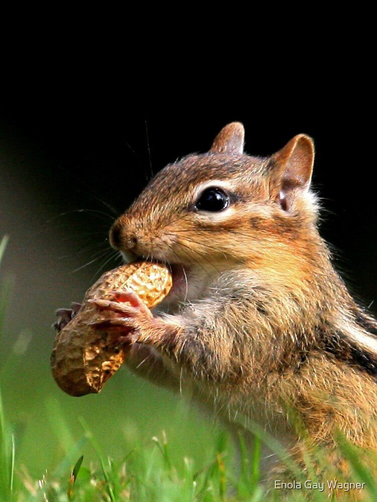 Chipmunk enjoying a snack by Enola Gay Wagner T-Shirts, Hoodie, Sweatshirt | BlankRebels.com (Image 2)