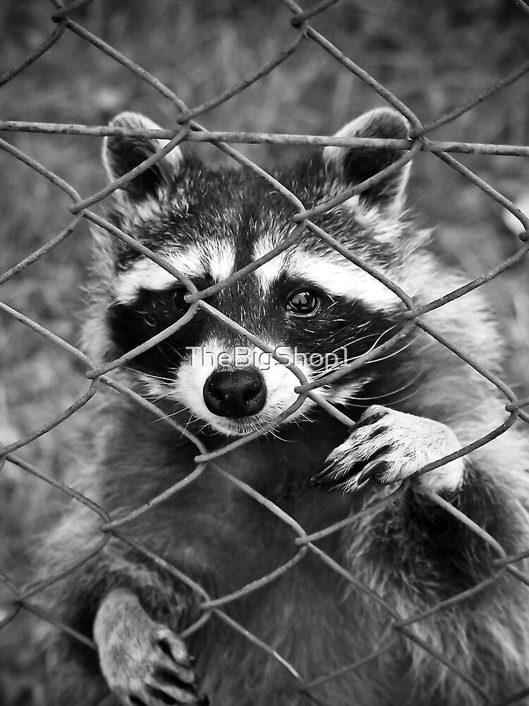Little raccoon buddy coon by TheBigShop1 T-Shirts, Hoodie, Sweatshirt | BlankRebels.com (Image 2)