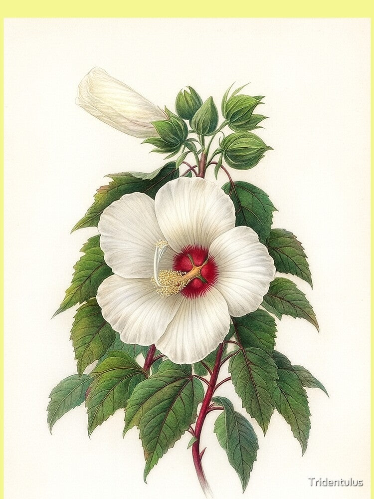 Hibiscus Aquaticus Botanical Print by Tridentulus T-Shirts, Hoodie, Sweatshirt | BlankRebels.com (Image 2)