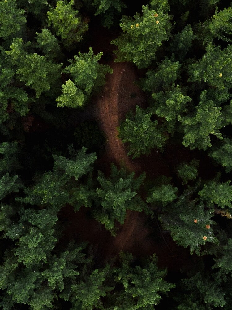 Green Forest Trees by WowNatureWorld T-Shirts, Hoodie, Sweatshirt | BlankRebels.com (Image 2)