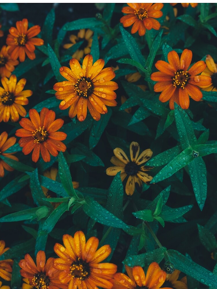 Orange Sunflowers Floral Design by JacobIV T-Shirts, Hoodie, Sweatshirt | BlankRebels.com (Image 2)