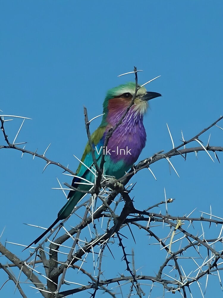 Lilac-breasted roller bird - Etosha, Namibia by Vik-Ink T-Shirts, Hoodie, Sweatshirt | BlankRebels.com (Image 2)