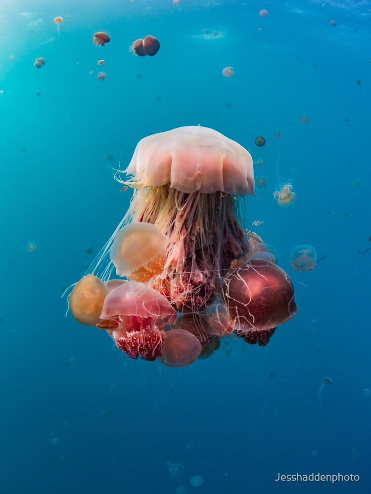 Jellyfish Chandelier by Jesshaddenphoto T-Shirts, Hoodie, Sweatshirt | BlankRebels.com (Image 2)