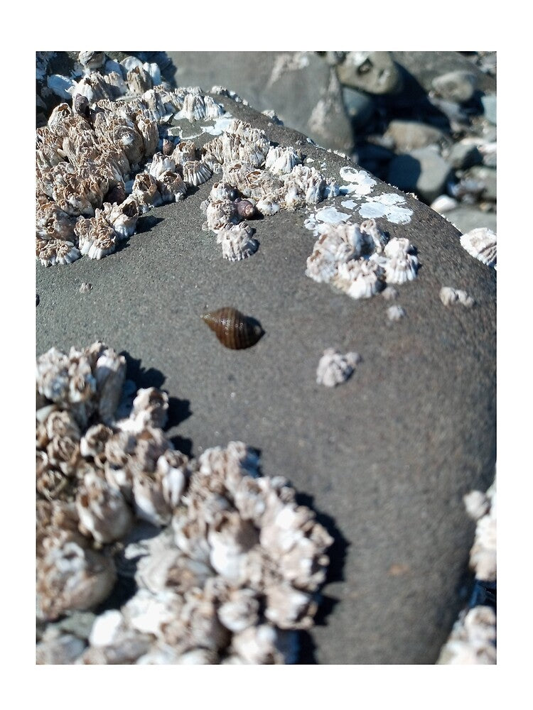 Sea snail shell on rock by WildNature129 T-Shirts, Hoodie, Sweatshirt | BlankRebels.com (Image 2)