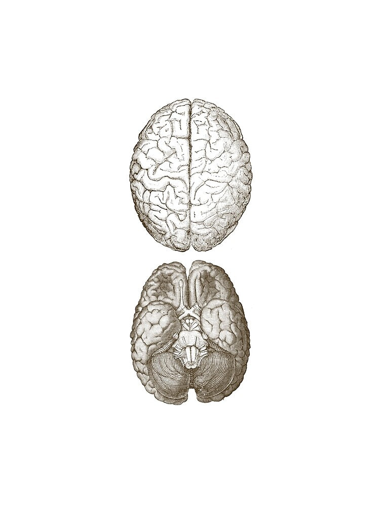 human brain anatomy sketch by Kate Made ART T-Shirts, Hoodie, Sweatshirt | BlankRebels.com (Image 2)