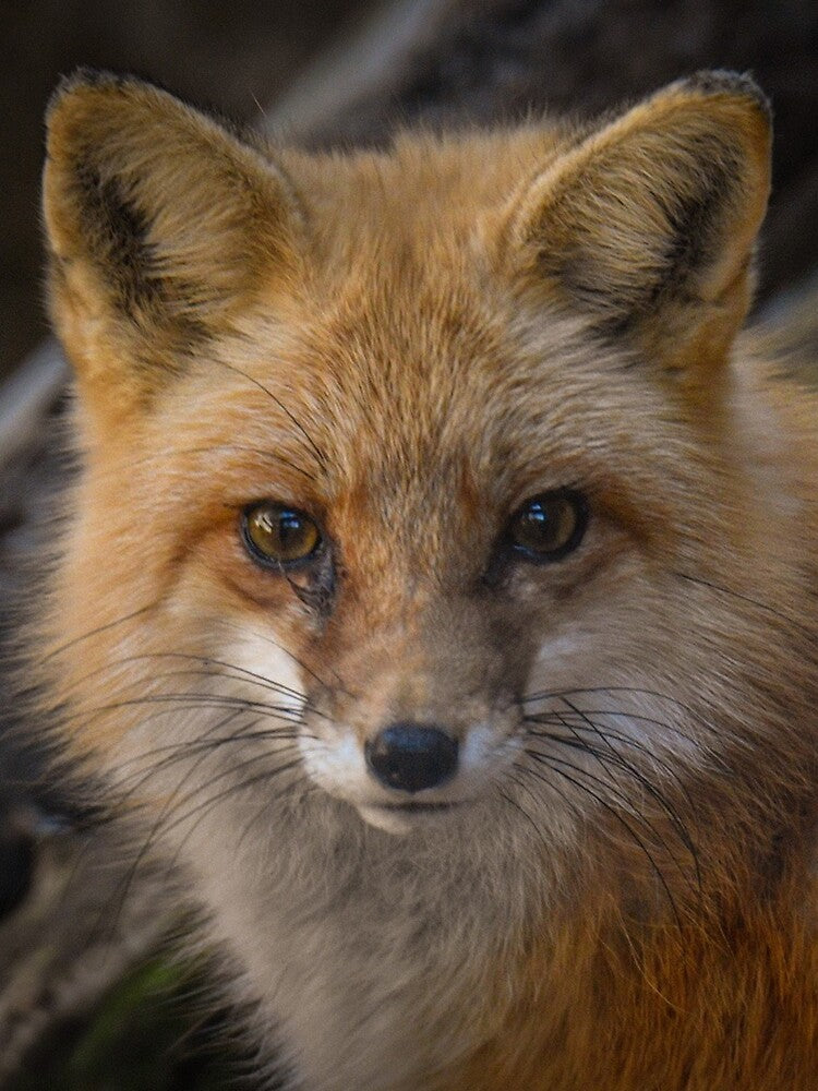 sly red fox stare down by aim4adventure T-Shirts, Hoodie, Sweatshirt | BlankRebels.com (Image 2)