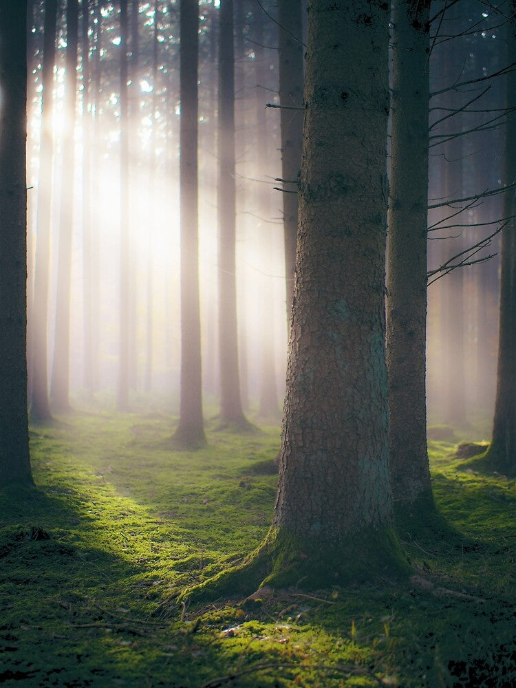 forest photo by Pietschi2022 T-Shirts, Hoodie, Sweatshirt | BlankRebels.com (Image 2)
