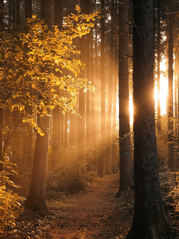 Forest path with sun rays by Pietschi2022 T-Shirts, Hoodie, Sweatshirt | BlankRebels.com (Image 2)