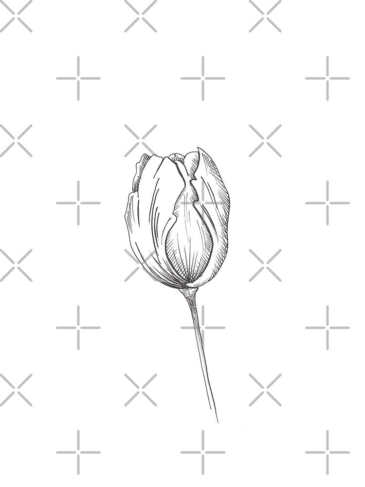 Tulip. Illustration in sketch style. by Canatic