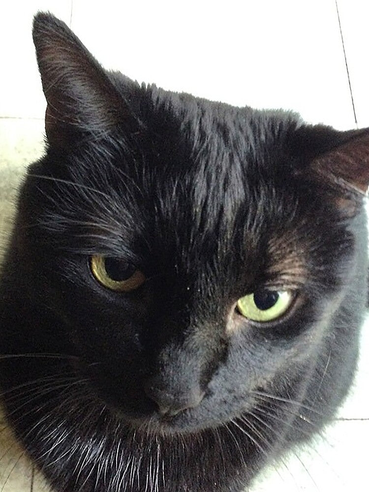 Black Cat by StephS12 T-Shirts, Hoodie, Sweatshirt | BlankRebels.com (Image 2)