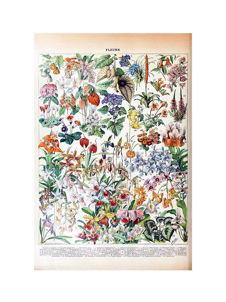 Vintage Botanicals - Petit Larousse Encyclopedia by SFTStudio T-Shirts, Hoodie, Sweatshirt | BlankRebels.com (Image 2)