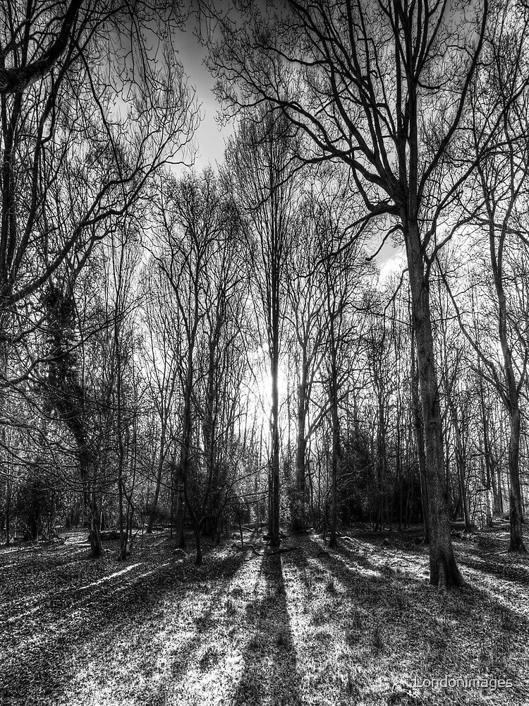 The Monochrome Sun Ray Forest by Londonimages T-Shirts, Hoodie, Sweatshirt | BlankRebels.com (Image 2)