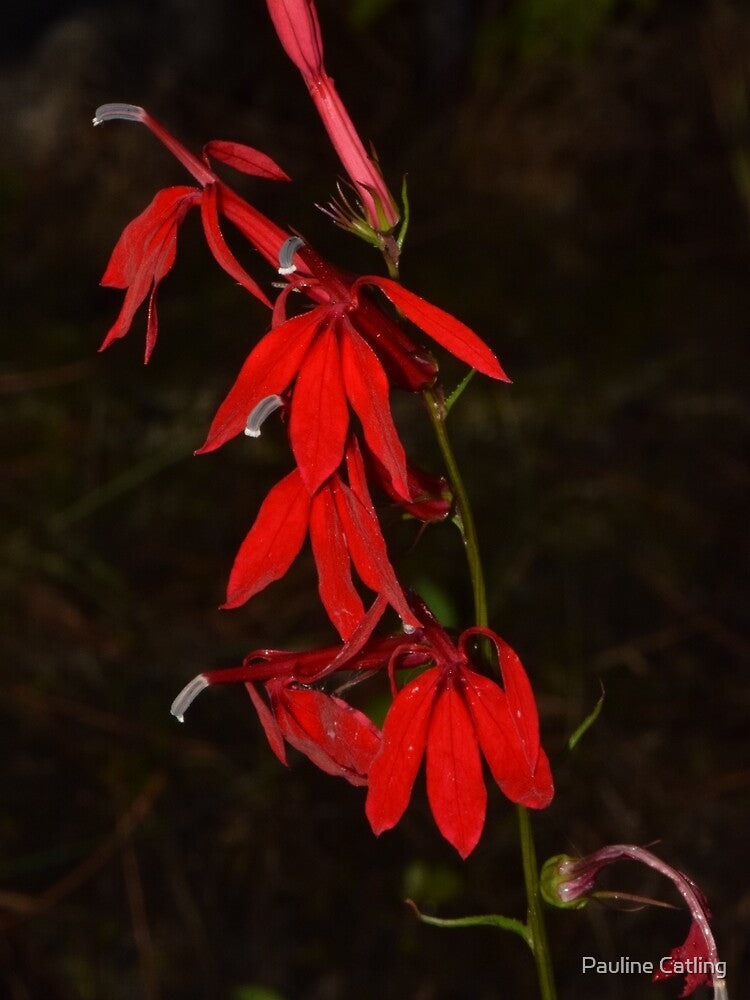 Cardinal Flower (Lobelia cardinalis) by Pauline Catling T-Shirts, Hoodie, Sweatshirt | BlankRebels.com (Image 2)