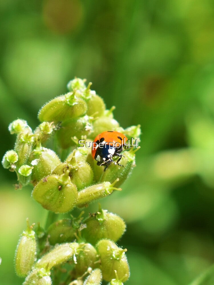 Ladybird by Superpol44 T-Shirts, Hoodie, Sweatshirt | BlankRebels.com (Image 2)