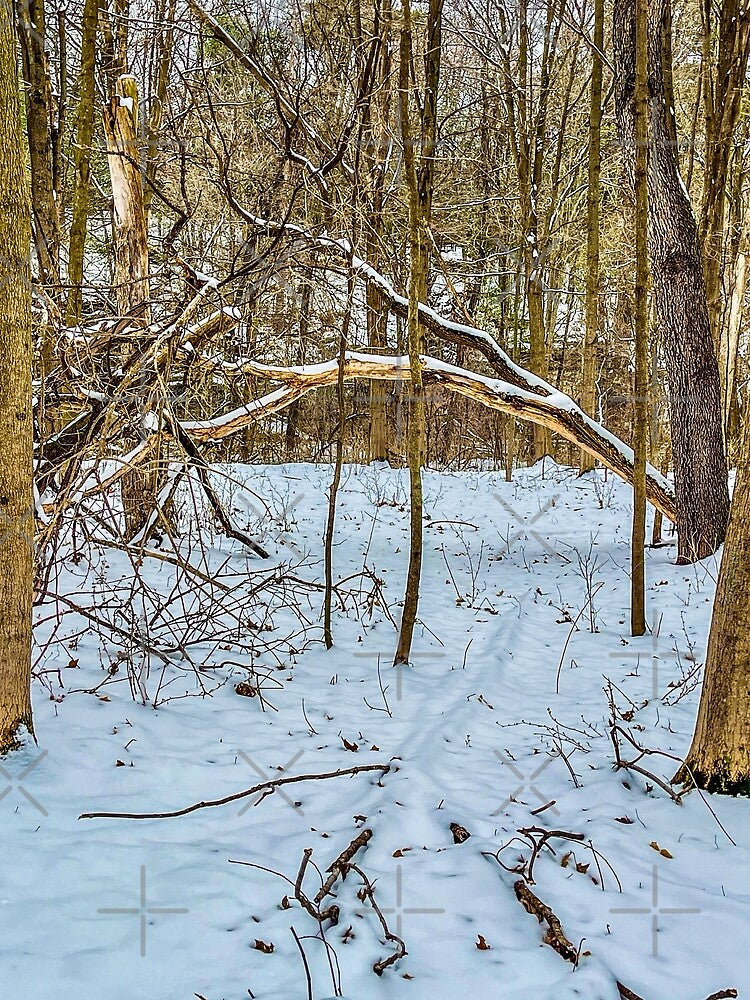 Winter Woods Fallen Tree Arch by aadventures T-Shirts, Hoodie, Sweatshirt | BlankRebels.com (Image 2)