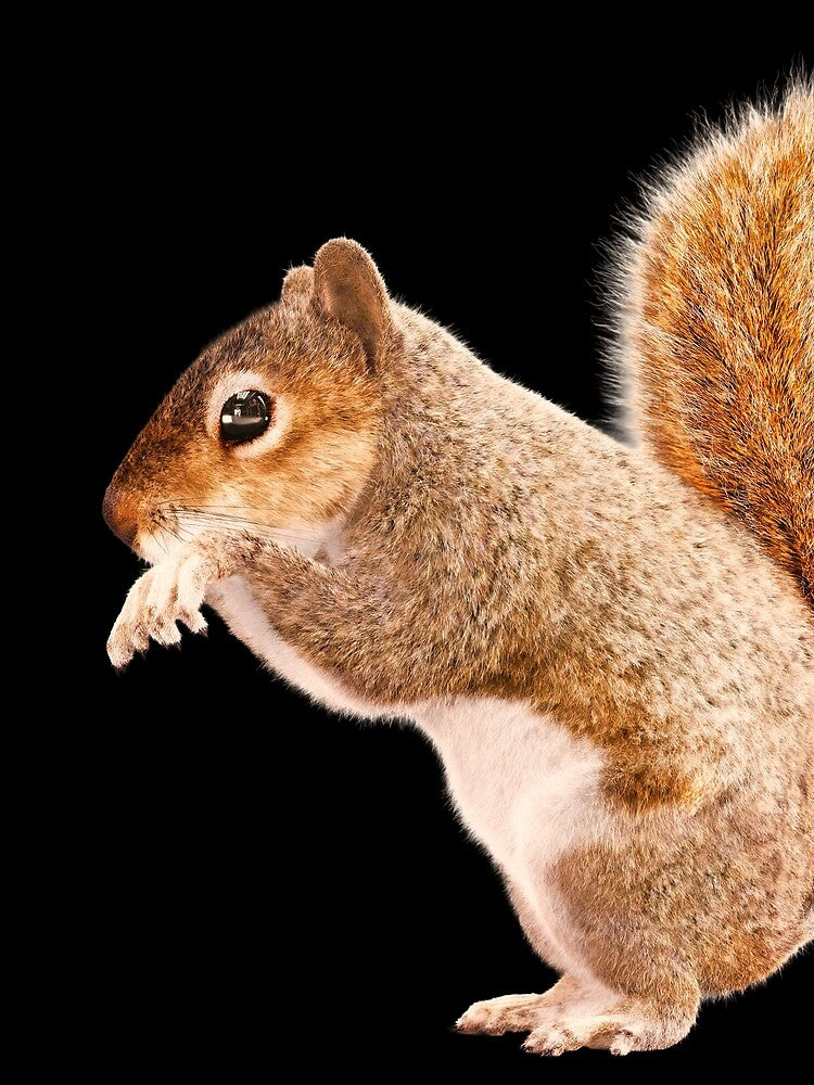 Cute Squirrel — Soft Realistic Portrait by Massimo Righi T-Shirts, Hoodie, Sweatshirt | BlankRebels.com (Image 2)