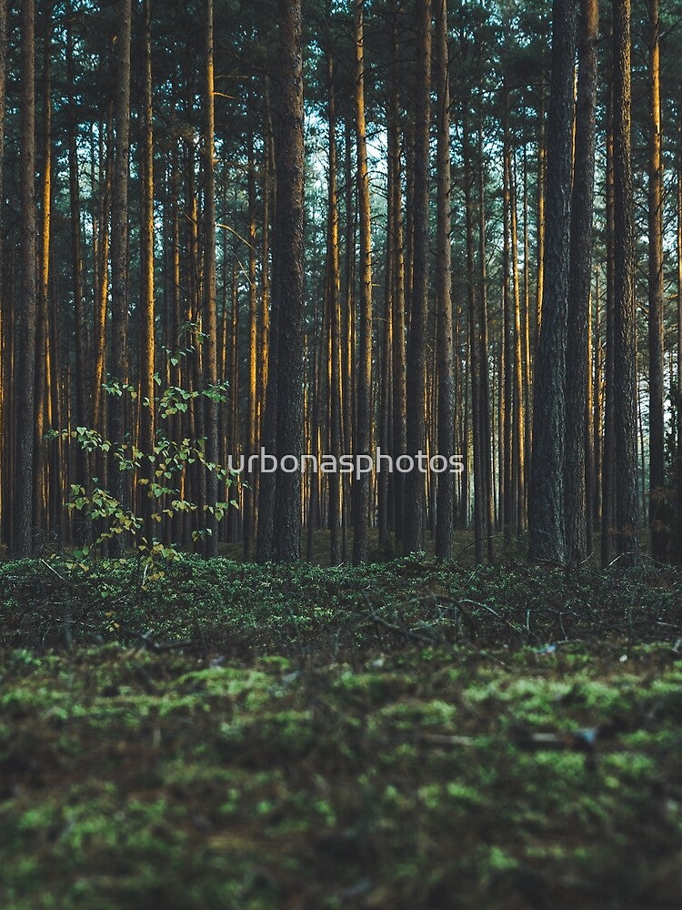 Forest view by urbonasphotos T-Shirts, Hoodie, Sweatshirt | BlankRebels.com (Image 2)