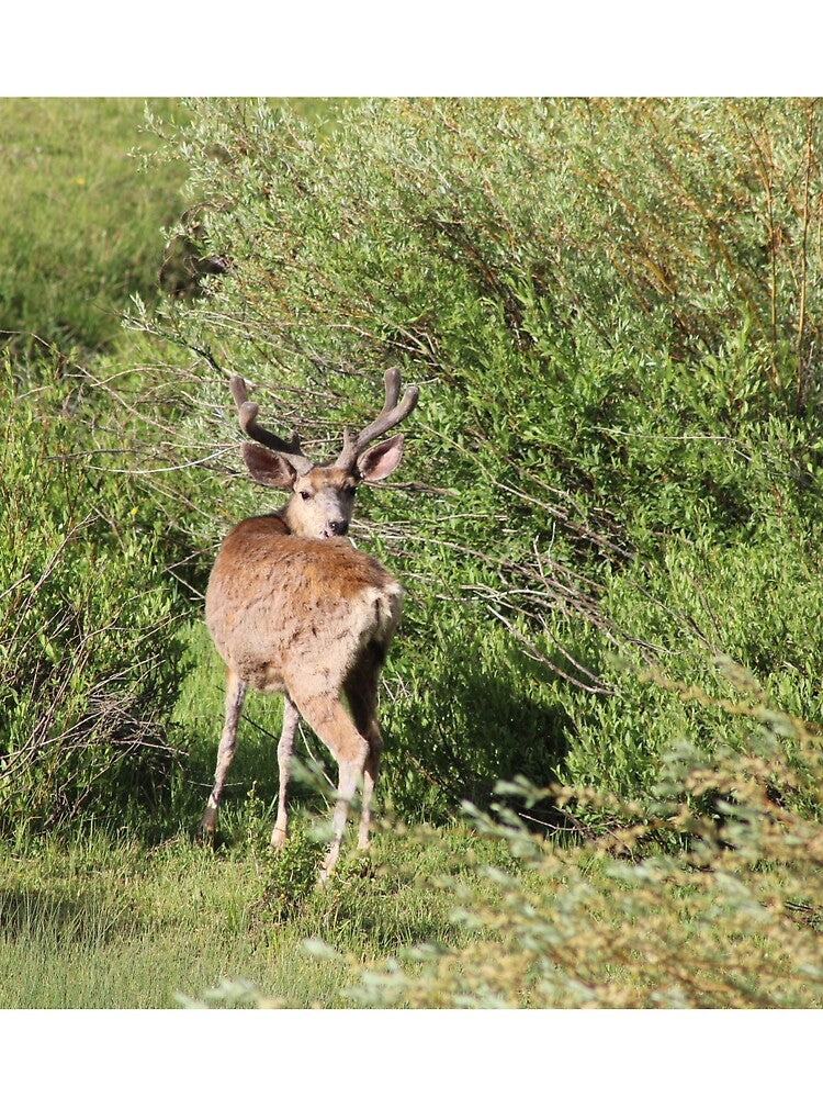 Deer by Backyardtrail T-Shirts, Hoodie, Sweatshirt | BlankRebels.com (Image 2)