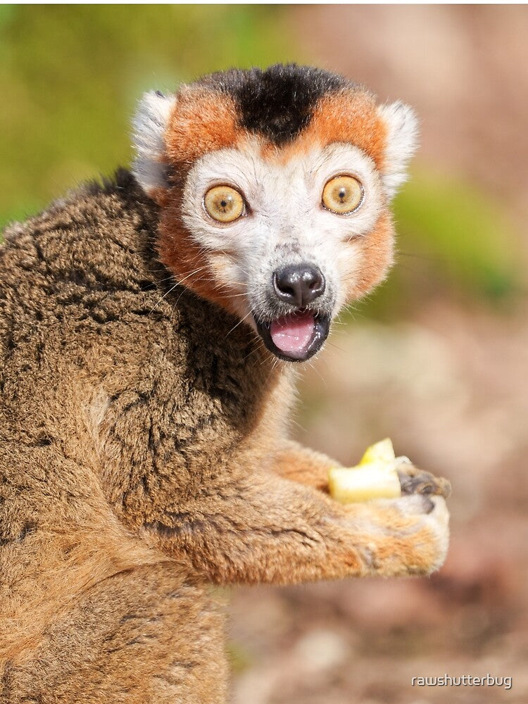 Crowned Lemur's Surprise A Candid Expression by rawshutterbug T-Shirts, Hoodie, Sweatshirt | BlankRebels.com (Image 2)