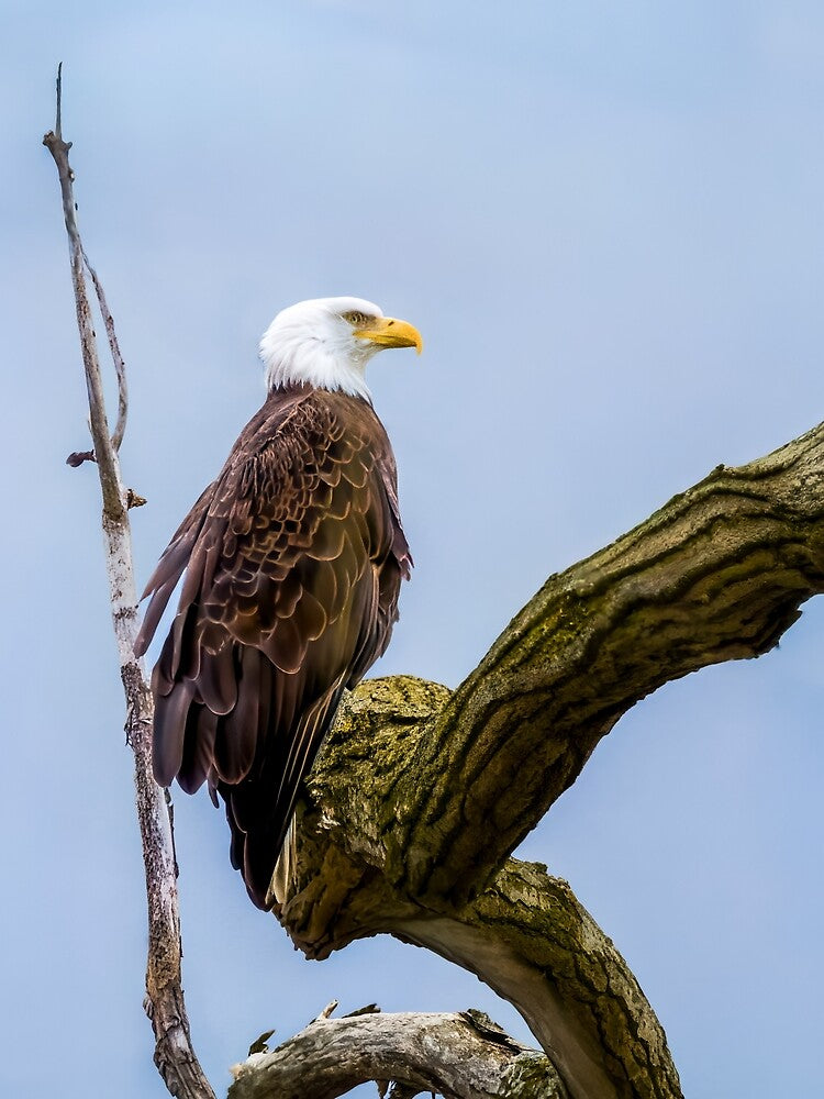 Eagle at the Refuge by Hoot's House of Fun T-Shirts, Hoodie, Sweatshirt | BlankRebels.com (Image 2)