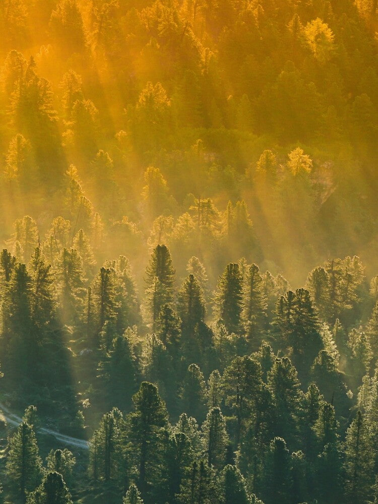 nature,sun,forest by grickodd T-Shirts, Hoodie, Sweatshirt | BlankRebels.com (Image 2)