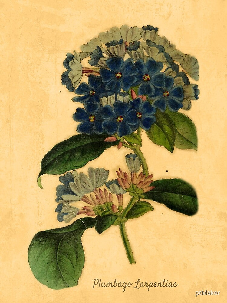 Plumbago Larpentiae Botanical Illustration by ptMaker T-Shirts, Hoodie, Sweatshirt | BlankRebels.com (Image 2)