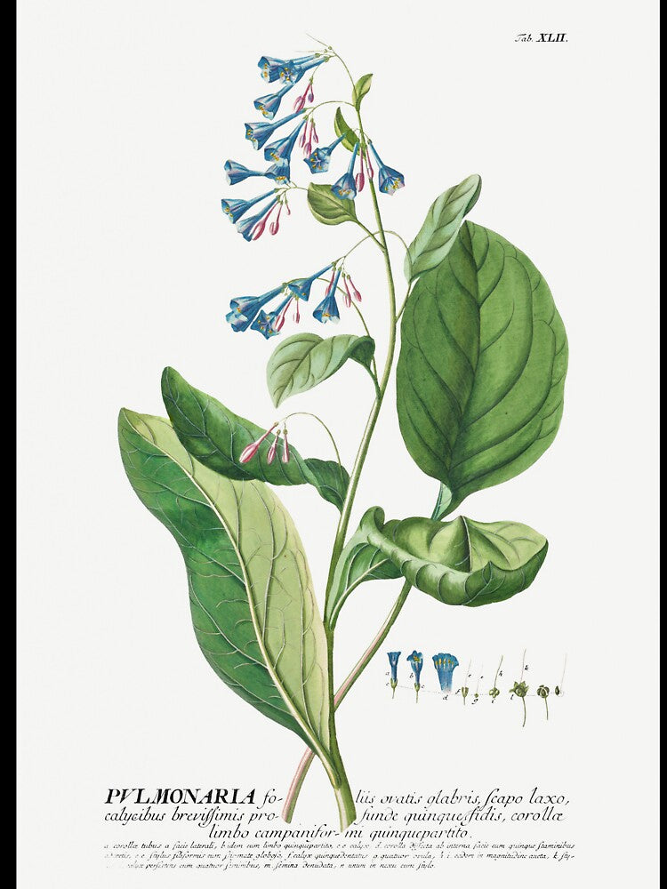Remastered Pulmonaria or Lungworts by Georg Dionysius Ehret. Original from The Cleveland Museum of Art. by... (Image 3)