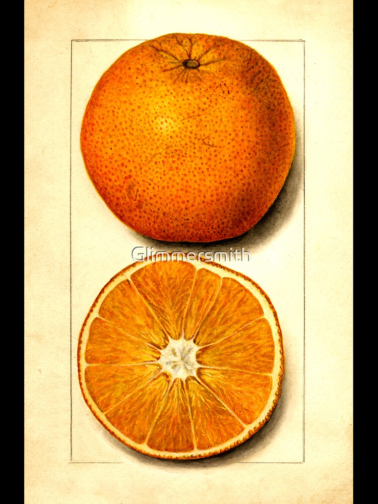 Vintage Botanical Navel Orange Watercolor Fruit Painting by Glimmersmith T-Shirts, Hoodie, Sweatshirt (Image 3)