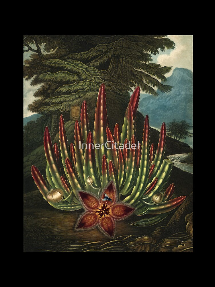 Vintage Flora Illustration Maggot–Bearing Stapelia by InnerCitadel T-Shirts, Hoodie, Sweatshirt | BlankRebels.com (Image 3)