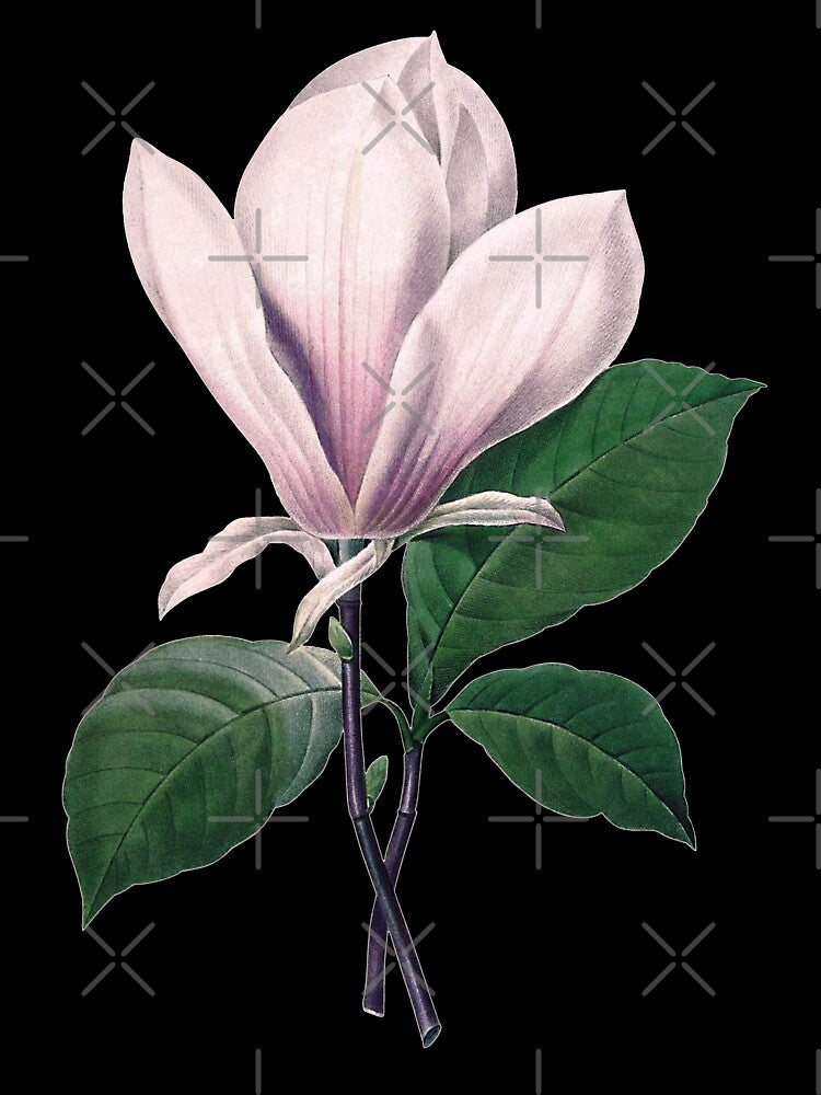 Magnolia  soulangeana | The Saucer Magnolia | Pierre Joseph Redouté | Vintage Botanical Art Print by... (Image 3)