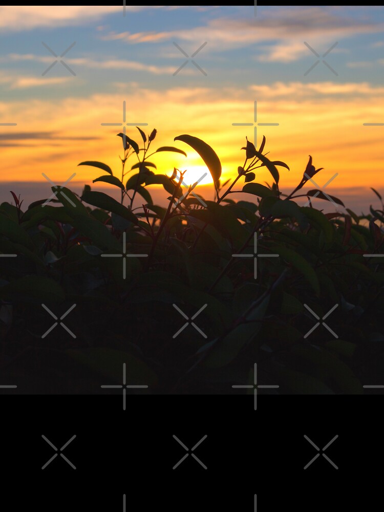 Plants Silhouette | Nature Pics by Nature-Arts
