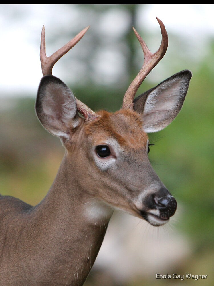 Maine Buck by Enola Gay Wagner T-Shirts, Hoodie, Sweatshirt | BlankRebels.com (Image 3)