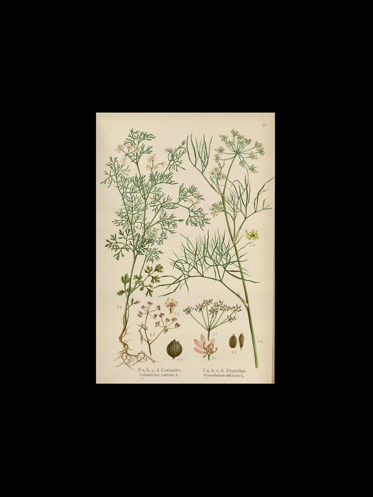 vintage botanical by Txxmstore T-Shirts, Hoodie, Sweatshirt | BlankRebels.com (Image 3)