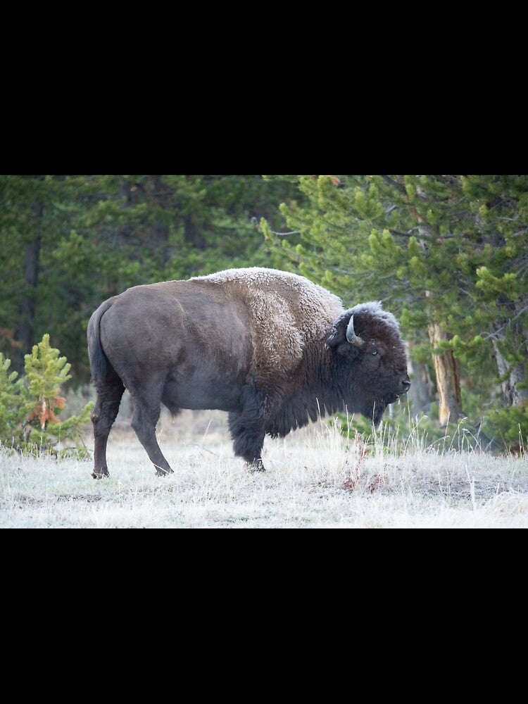 Bison in the mist by Christine Crosby T-Shirts, Hoodie, Sweatshirt | BlankRebels.com (Image 3)