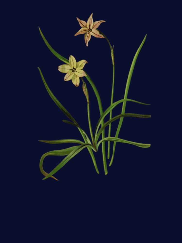 Botanical Illustration of Milla uniflora Varieties: Conspicua & Violacea by MaPerle T-Shirts, Hoodie, Sweatshirt (Image 3)