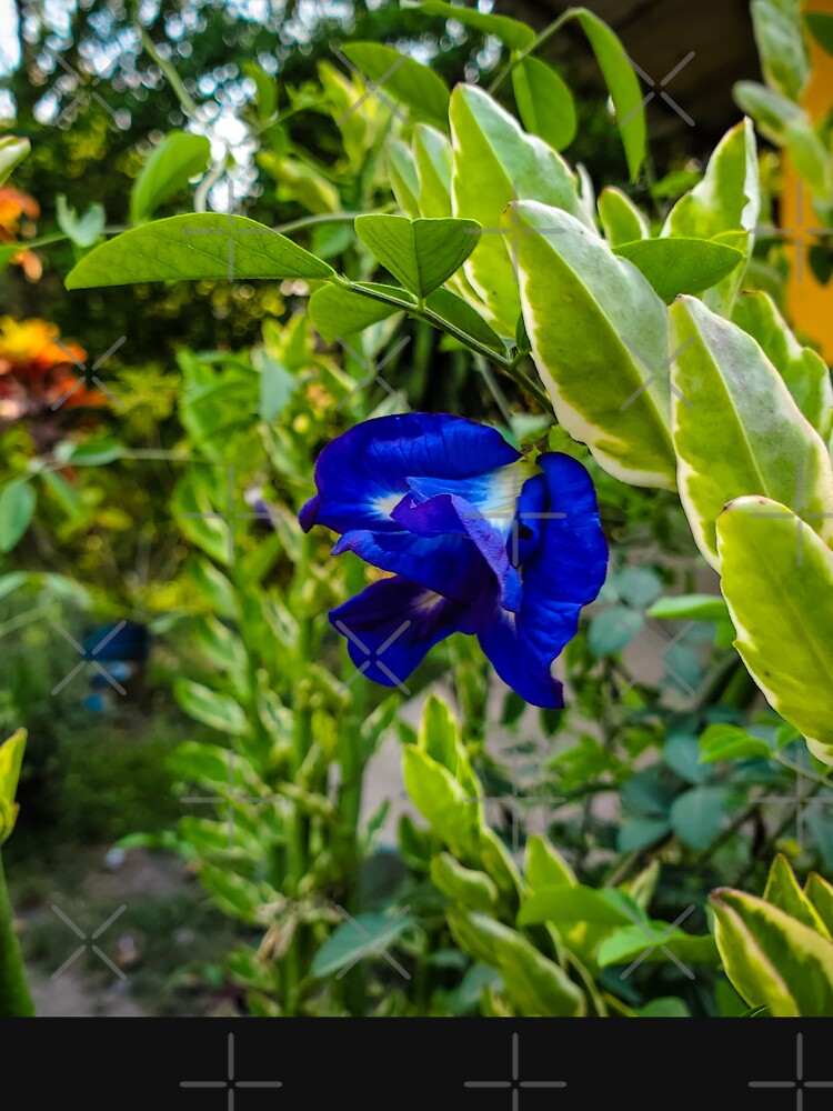 Picture of Flower blue by Melquidedec T-Shirts, Hoodie, Sweatshirt | BlankRebels.com (Image 3)